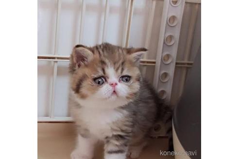 販売中の千葉県のエキゾチックショートヘア-47356