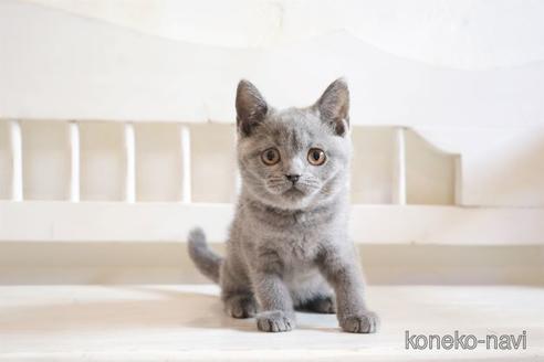 成約済の大阪府のブリティッシュショートヘア-47480の3枚目