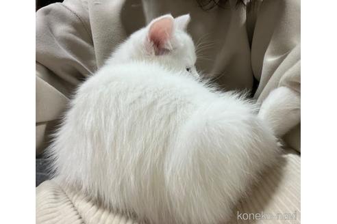 成約済の埼玉県のミックス-46705の71枚目
