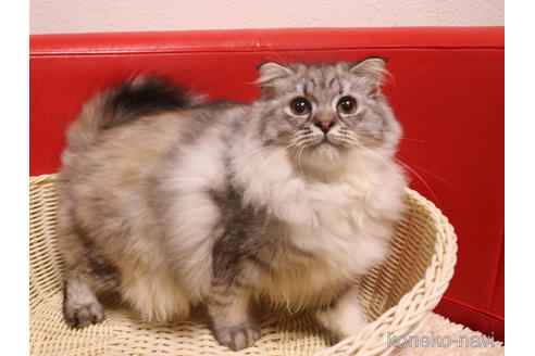 成約済の埼玉県のスコティッシュフォールド-34785の5枚目