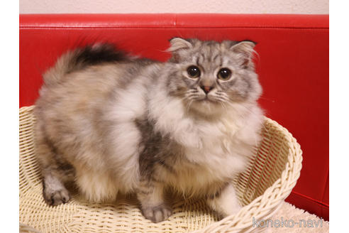 成約済の埼玉県のスコティッシュフォールド-34785の6枚目