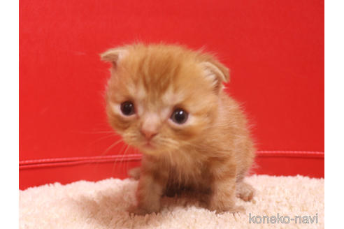 成約済の埼玉県のスコティッシュフォールド(折れ耳)-47504の18枚目