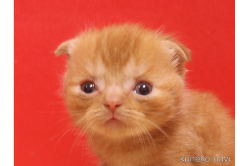 成約済の埼玉県のスコティッシュフォールド(折れ耳)-47504の24枚目