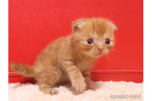 成約済の埼玉県のスコティッシュフォールド(折れ耳)-47504の22枚目