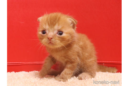 成約済の埼玉県のスコティッシュフォールド(折れ耳)-47504の21枚目