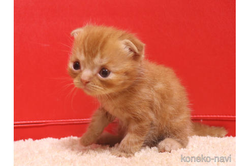 成約済の埼玉県のスコティッシュフォールド(折れ耳)-47504の20枚目