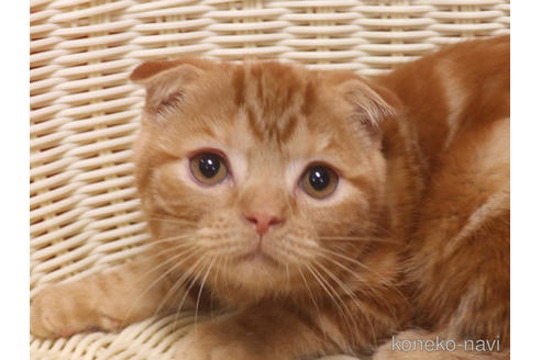 成約済の埼玉県のスコティッシュフォールド(折れ耳)-47504の19枚目