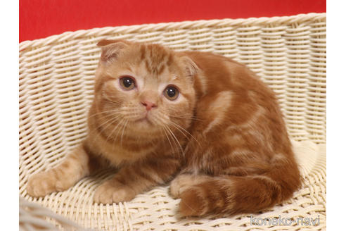 成約済の埼玉県のスコティッシュフォールド(折れ耳)-47504の17枚目