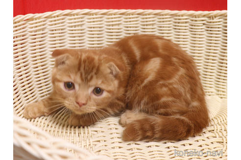 成約済の埼玉県のスコティッシュフォールド(折れ耳)-47504の16枚目