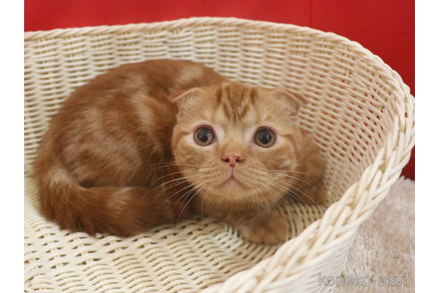 成約済の埼玉県のスコティッシュフォールド(折れ耳)-47504の15枚目