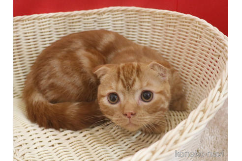 成約済の埼玉県のスコティッシュフォールド(折れ耳)-47504の13枚目