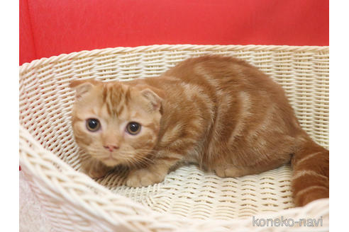 成約済の埼玉県のスコティッシュフォールド(折れ耳)-47504の9枚目