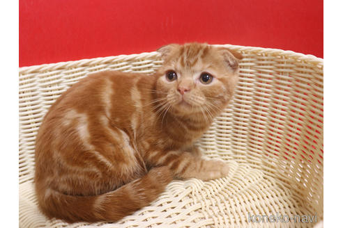 成約済の埼玉県のスコティッシュフォールド(折れ耳)-47504の12枚目