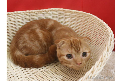 成約済の埼玉県のスコティッシュフォールド(折れ耳)-47504の10枚目