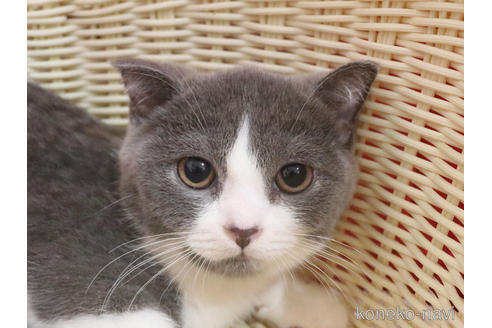 成約済の埼玉県のスコティッシュフォールド-43864の7枚目