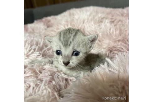 販売中の岐阜県のエジプシャンマウ-47612