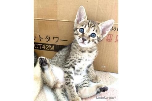 成約済の茨城県のサバンナキャット-47632の4枚目