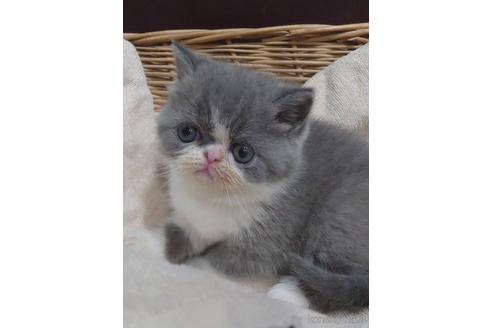 成約済の岡山県のエキゾチックショートヘア-47711