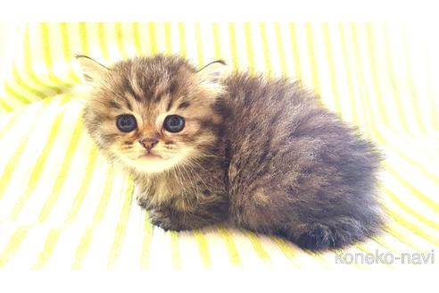 販売中の東京都のスコティッシュフォールド-47725