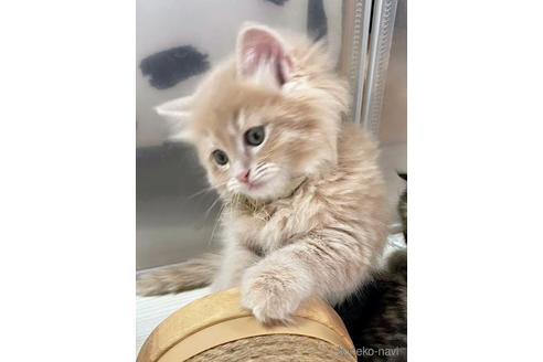 成約済の埼玉県のサイベリアン-45107の8枚目