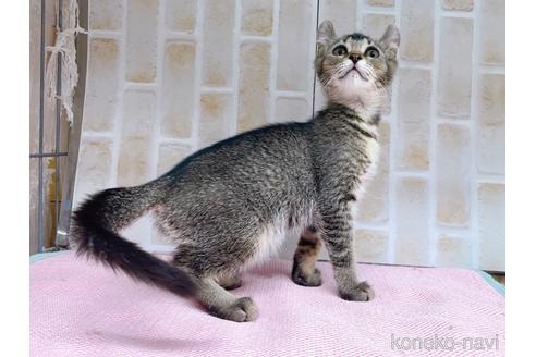 成約済の東京都のアメリカンカール-45304の3枚目