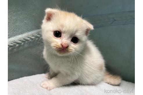 成約済の神奈川県のスコティッシュフォールド-47775の1枚目