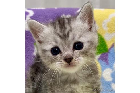 成約済の神奈川県のマンチカン-47781の1枚目