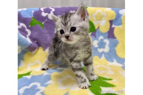 成約済の神奈川県のマンチカン-47781の2枚目