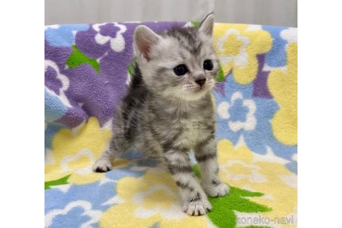 成約済の神奈川県のマンチカン-47781の3枚目