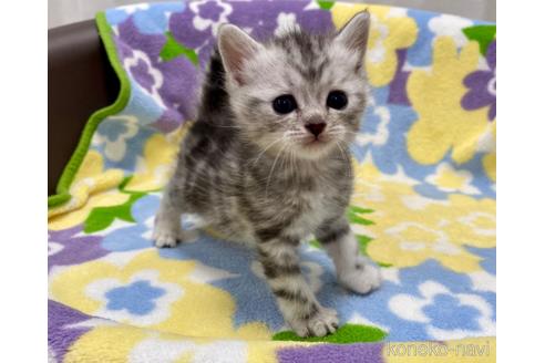 成約済の神奈川県のマンチカン-47781の4枚目