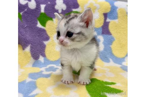 成約済の神奈川県のマンチカン-47782の5枚目
