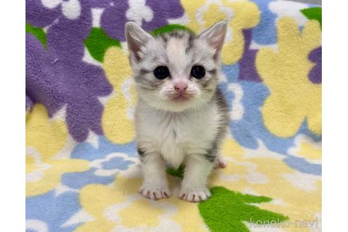 成約済の神奈川県のマンチカン-47782の4枚目