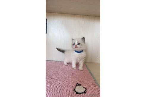 販売中の福岡県のラグドール-46445