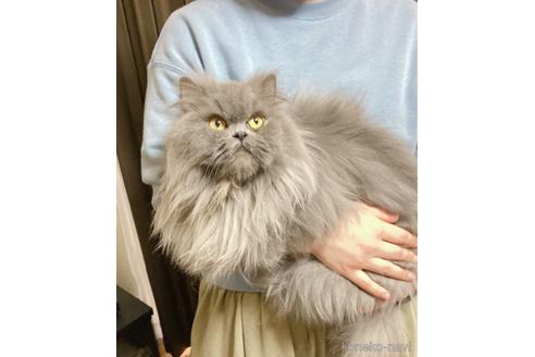 販売中の広島県のエキゾチックロングヘア-47795
