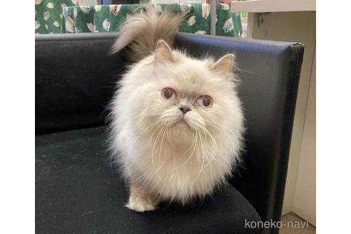 販売中の広島県のエキゾチックロングヘア-47796