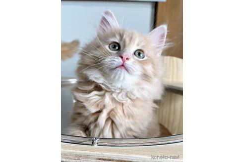 成約済の埼玉県のサイベリアン-45107の7枚目