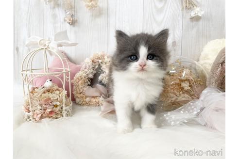 成約済の大阪府のサイベリアン-46737の6枚目