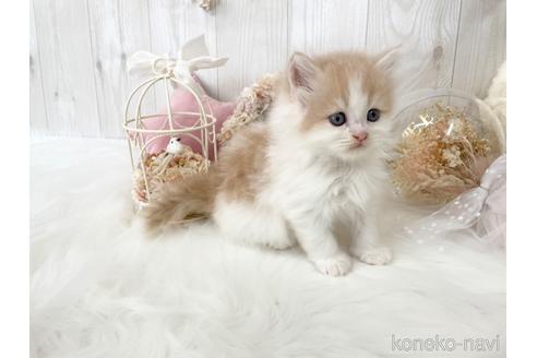 成約済の大阪府のサイベリアン-46739の2枚目