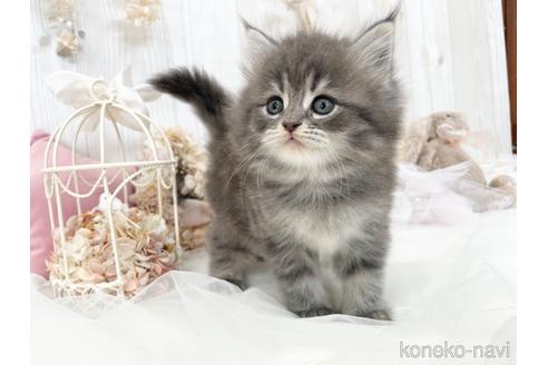 成約済の大阪府のサイベリアン-46745の4枚目