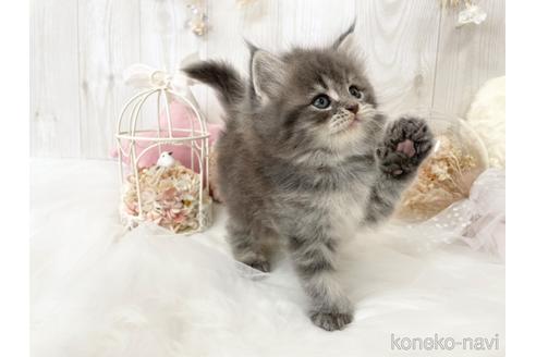 成約済の大阪府のサイベリアン-46745の3枚目