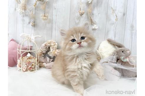 成約済の大阪府のサイベリアン-45891の5枚目