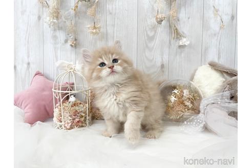 成約済の大阪府のサイベリアン-45891の4枚目