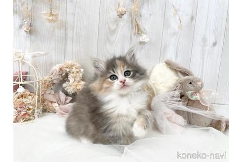 成約済の大阪府のサイベリアン-45892の10枚目