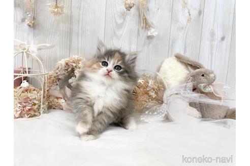 成約済の大阪府のサイベリアン-45892の9枚目