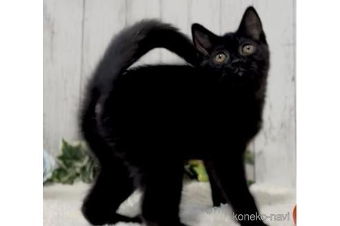 成約済の静岡県のブリティッシュショートヘア-47861の1枚目