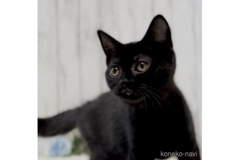 成約済の静岡県のブリティッシュショートヘア-47861の4枚目