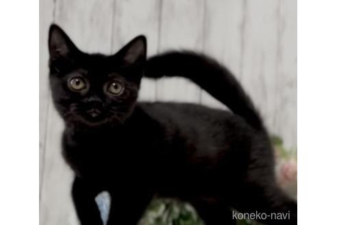 成約済の静岡県のブリティッシュショートヘア-47861の5枚目