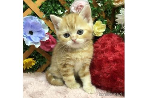 販売中の長野県のスコティッシュフォールド-47876