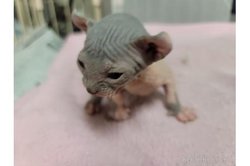 販売中の千葉県のエルフキャット-47943