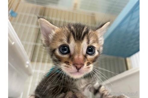 販売中の愛知県のトイガー-47947